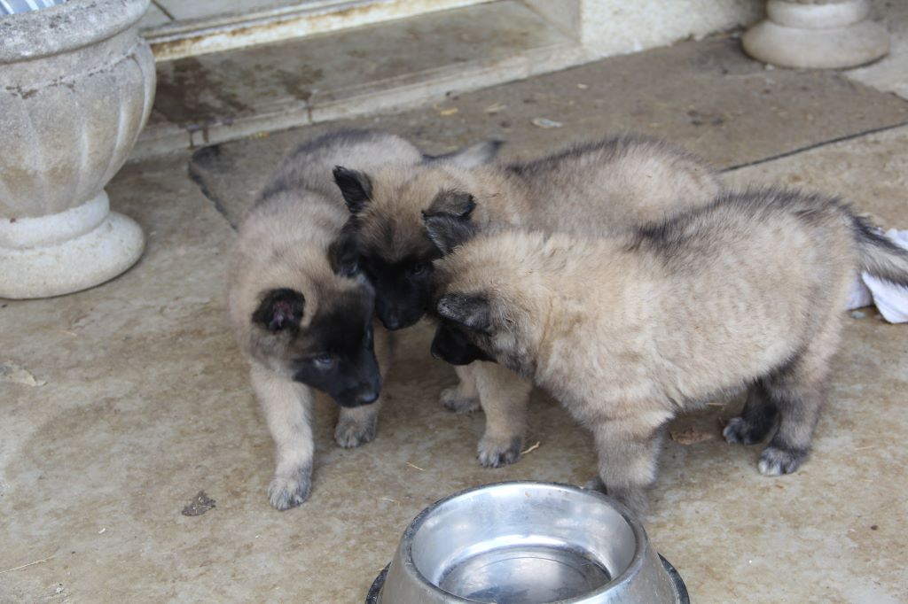 chiot Berger Belge De condivicnum