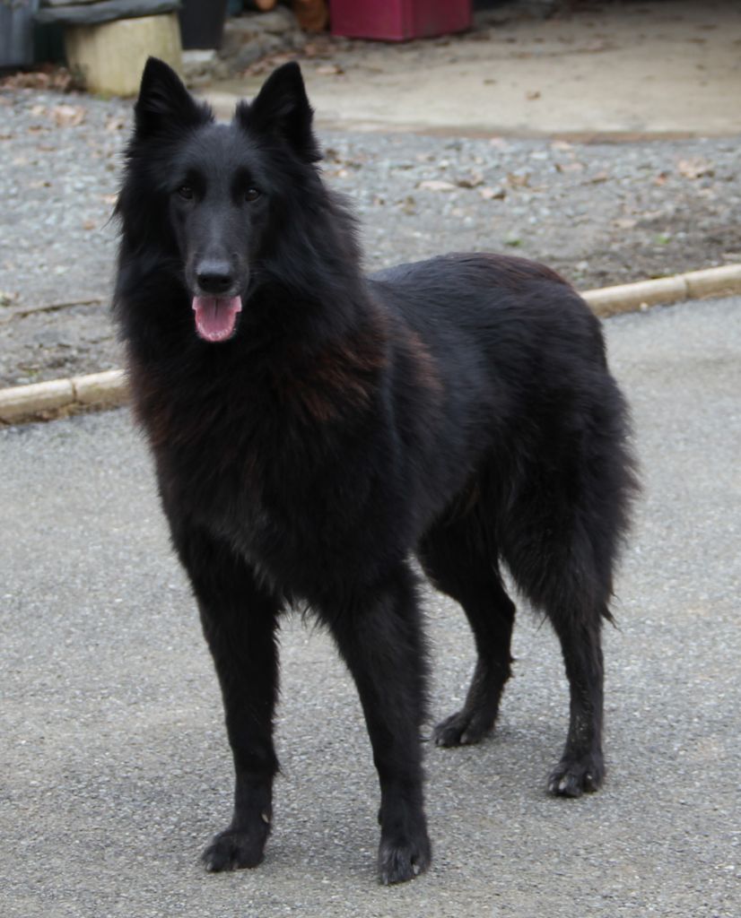 Serseï black De condivicnum